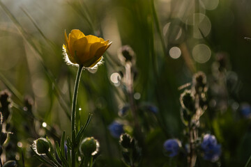 poppy flower
