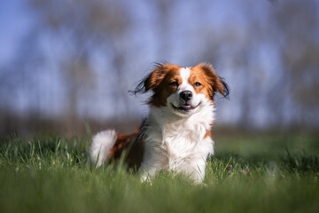Fototapeta premium Nederlandse Kooikerhondje with lovely smile