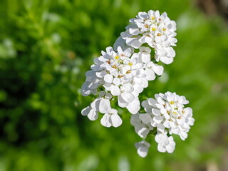Iberis sempervirens evergreen candytuft perenial flowers in bloom, group of white springtime flowering rock plants, seasonal background