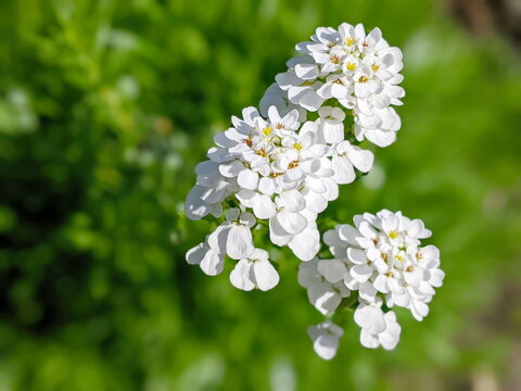 Iberis sempervirens evergreen candytuft perenial flowers in bloom, group of white springtime flowering rock plants, seasonal background