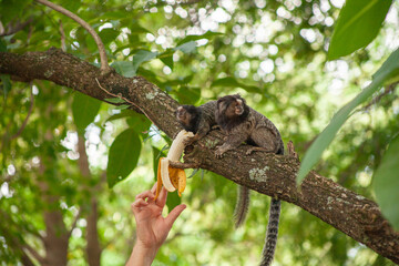 Macaquinho na chácara