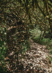 Forest path in the mountainous southern part of Russia