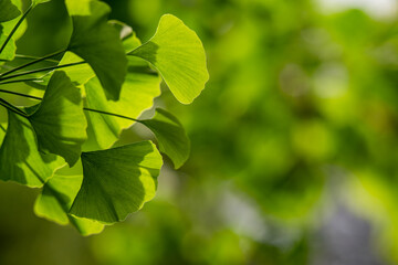 爽やかな新緑イメージ素材