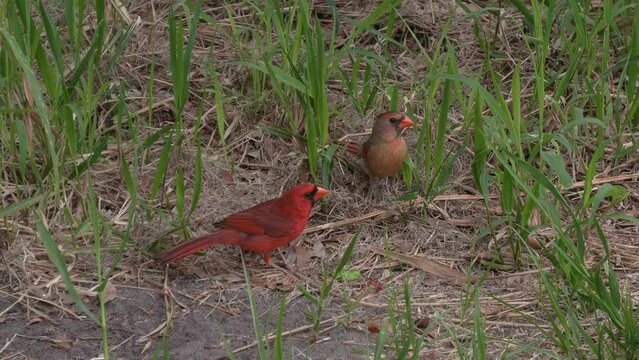 Northern Cardinal Birds, male and female feed on caterpillar