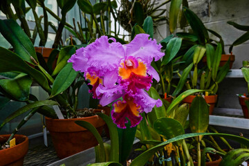 Beautiful Iris Flowers in Spring