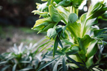 Dark green leaves of the Helleborus foetidus plant in the garden. Lenten rose closed fresh buds among dark green foliage in spring formal garden.