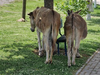 Shady Haven. A Tale of Two Donkeys in Pasture. From behind.