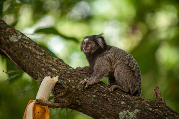 Macaquinho na chácara