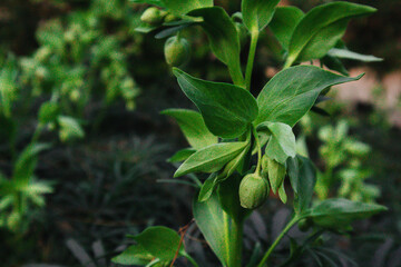 Dark green leaves of the Helleborus foetidus plant in the garden. Lenten rose closed fresh buds among dark green foliage in spring formal garden.