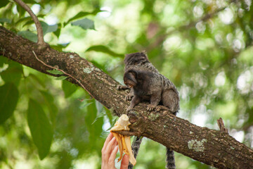 Macaquinho na chácara