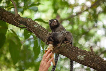 Macaquinho na chácara