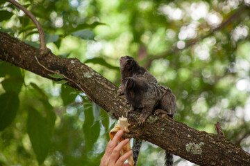 Macaquinho na chácara