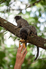 Macaquinho na chácara