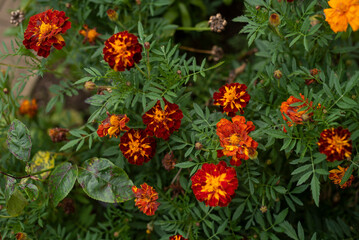 Orange and yellow marigolds flower on a green background, in garden.