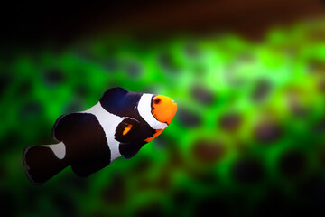 Orange clown fish. Amphiprion percula. Green coral background. 
