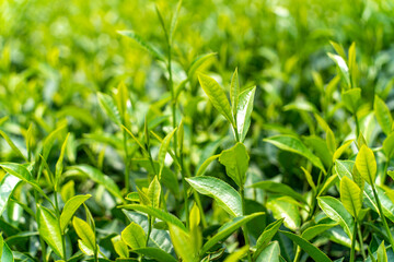 Fresh tea bud and leaves. Tea plantations.  Green leaves in a tea plantation in morning, selective focus. Tea Garden in Bangladesh