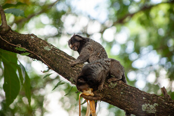 Macaquinho na chácara