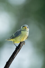 Blaumeise, &Auml;stling 