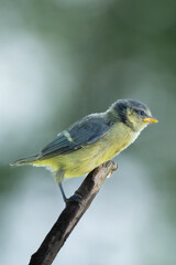 Blaumeise, &Auml;stling