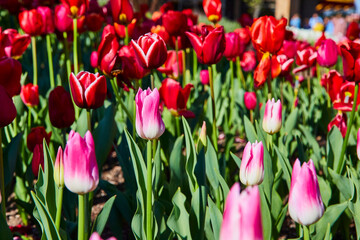 Vibrant Pink and Red Tulips in Springtime Botanical Garden, Eye-Level View