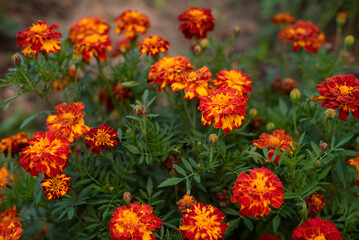 Orange and yellow marigolds flower on a green background, in garden.
