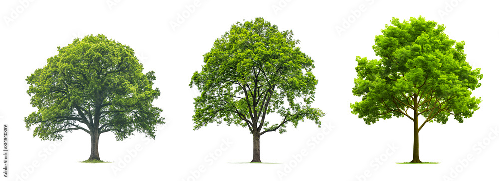 Aufkleber green tree collection isolated on transparent or white background.3d rendering