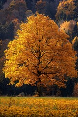 Fototapeta premium Germany- bavaria- maple tree in autumn