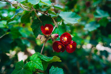 Red flower