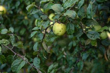There are a lot of green apples on the branches of an apple tree in the garden