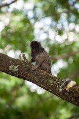 Macaquinho na chácara