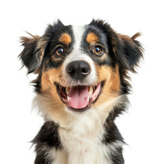 Cute  Puppy dog portrait smile that looking at the camera, isolated on a transparent background, PNG file, graphic design, graphic resource.