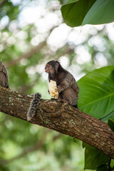 Macaquinho na chácara