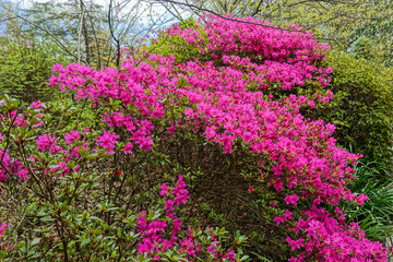 Beautiful pink Azalea bush in Spring at the Hillwood Mansion Museum