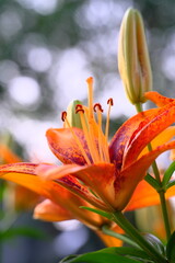 Stargazer Lily with Bokeh