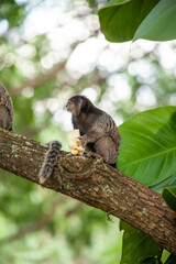 Macaquinho na chácara