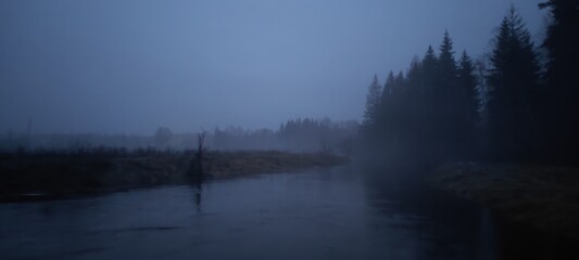 Forest in a fog.