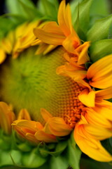 Sunflower Closeup