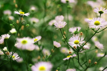 Daisies with Soft Background