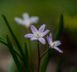 Fototapeta premium blooming flowers in the park