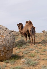 Camel in the valley of Torysh balls in Aktau, western Kazakhstan. Concretions on the Ustyurt...