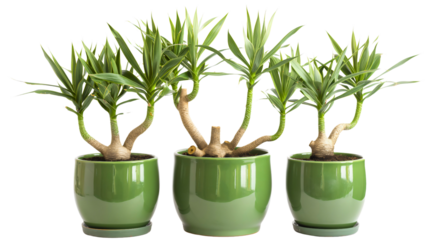 African Giant Yucca tree exotic plant in olive green pots isolated on a transparent background. Green floral leaves, summer tropical jungle or Hawaiian