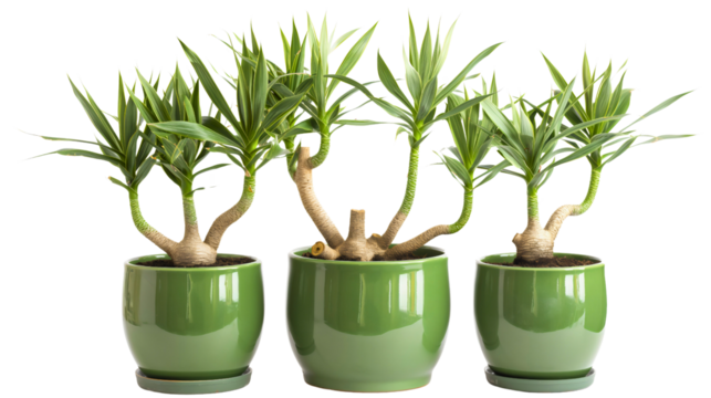 African Giant Yucca tree exotic plant in olive green pots isolated on a transparent background. Green floral leaves, summer tropical jungle or Hawaiian 