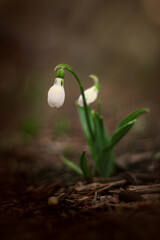 Snowdrop