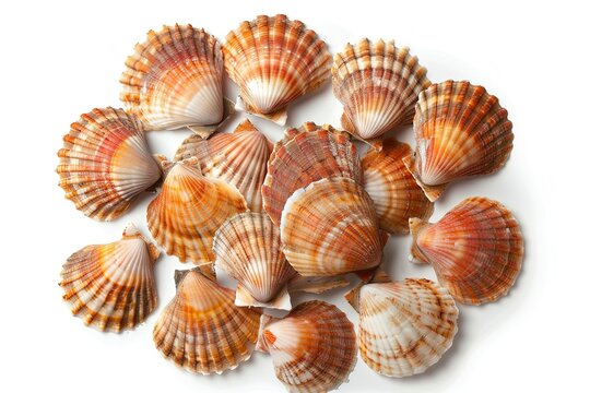 Many fresh raw scallops in shells isolated on white background
