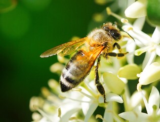 bee on a flower