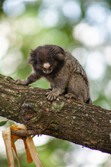 Naklejka premium Macaquinho na chácara