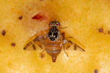Adult female Mediterranean fruit fly or medfly, Ceratitis capitata, on a guava fruit.