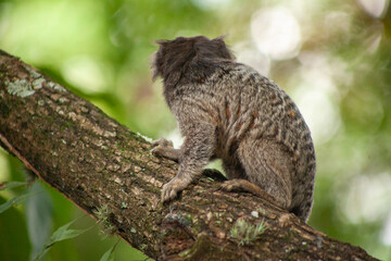 Macaquinho na chácara