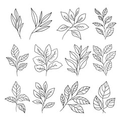 Set of branch and leaves vector