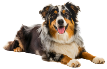 Happy joyful Australian shepherd dog breed lying on the floor, pet isolated on transparent background, animal smile with tongue out